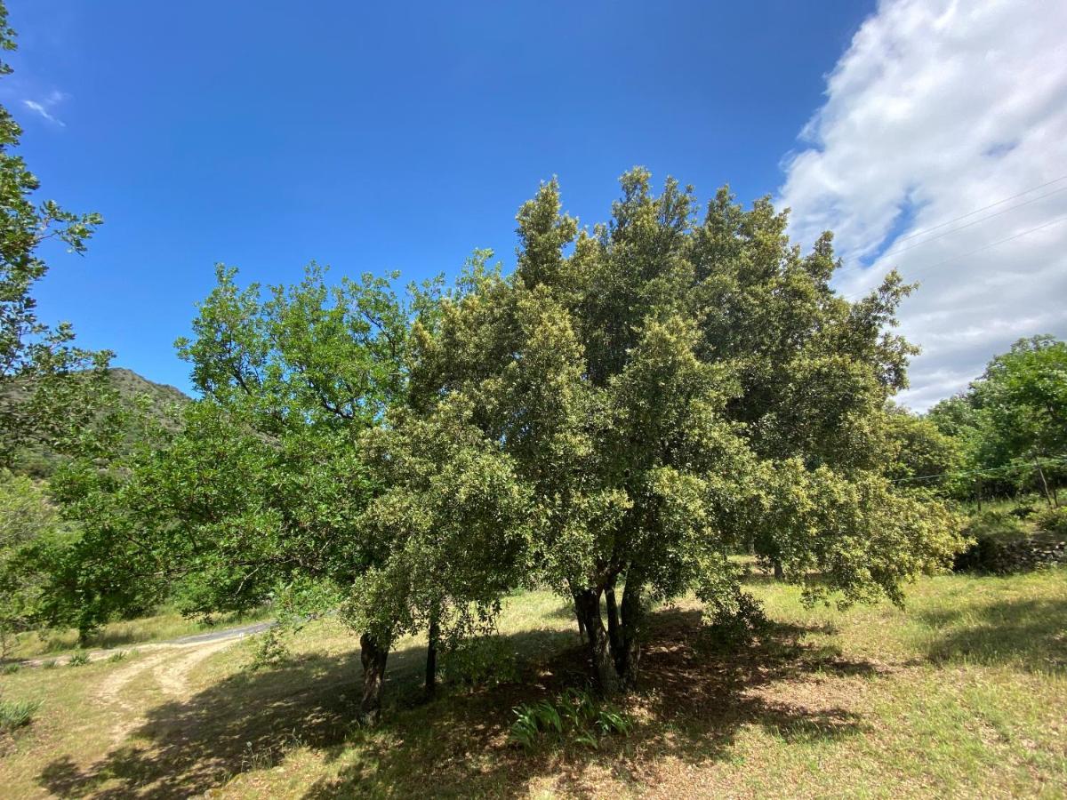 Ribes - Chalet Gite Au Coeur De La Nature Villa Sournia Dış mekan fotoğraf